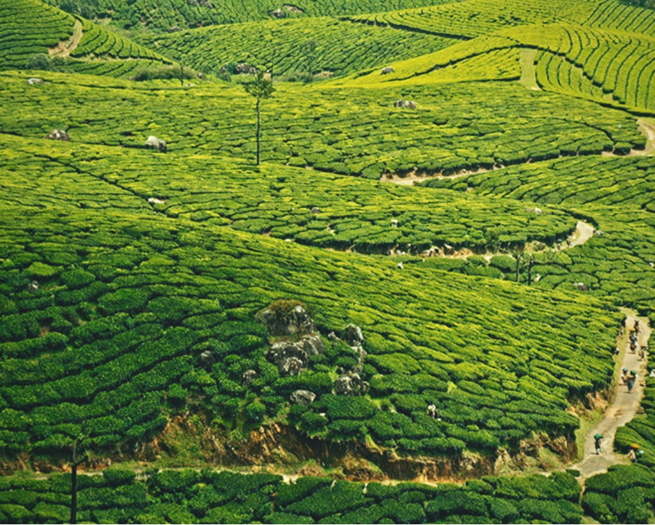 Munnar, Kerala